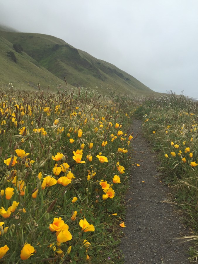 california poppies